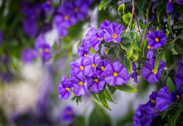 Solanum bleu
